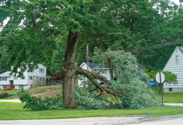 Best Tree Removal  in Redington Beach, FL